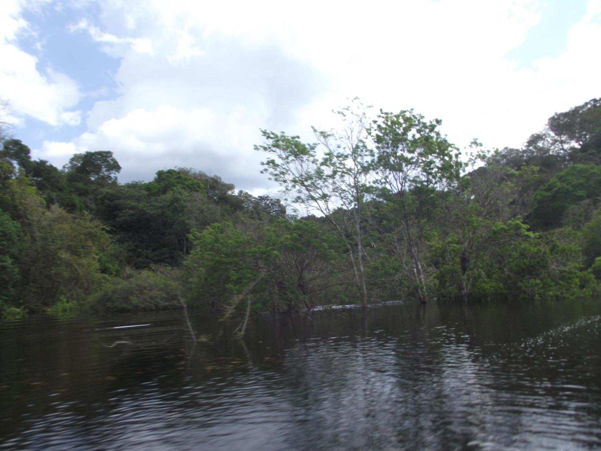 Amazon Arowana Lodge Careiro Exteriér fotografie