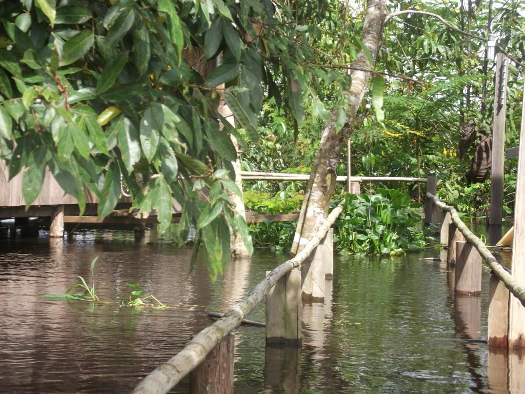 Amazon Arowana Lodge Careiro Exteriér fotografie
